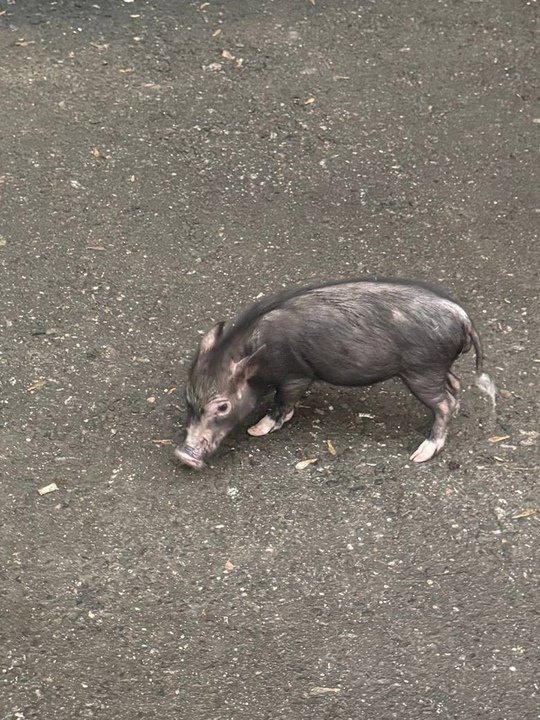 🐷Порядка десяти карликовых свиней спасли огнеборцы при тушении пожара в Балашихе n n🔥 В минувшую субботу работники #Мособлпожспас совместно с сотрудниками федерального ведомства в ходе тушения пожара в жилом доме эвакуировали 10 человек, в том числе двоих детей, а также спасли семейство минипигов из горящей квартиры