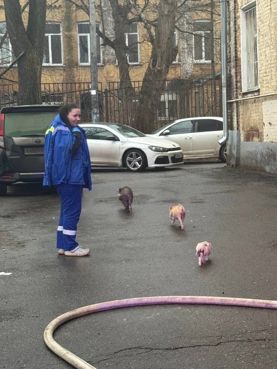 🐷Порядка десяти карликовых свиней спасли огнеборцы при тушении пожара в Балашихе n n🔥 В минувшую субботу работники #Мособлпожспас совместно с сотрудниками федерального ведомства в ходе тушения пожара в жилом доме эвакуировали 10 человек, в том числе двоих детей, а также спасли семейство минипигов из горящей квартиры